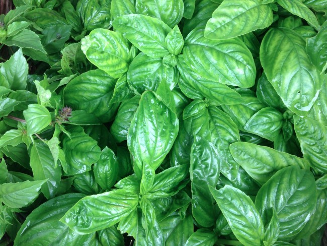 国産乾燥バジル自然栽培自家採種