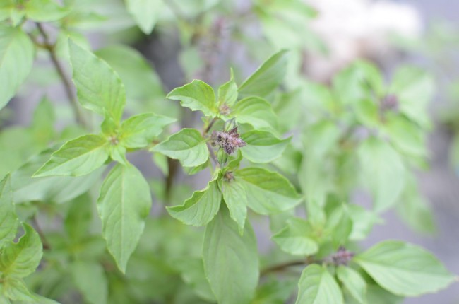 トゥルシー、ホーリーバジルの育て方