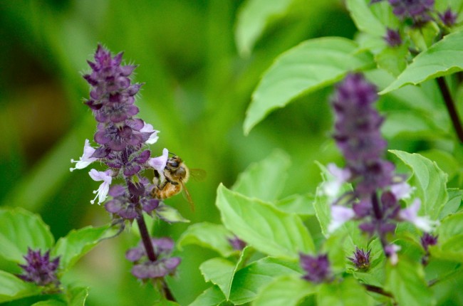 ホーリーバジルの種ができるまで