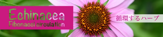 国産エキナセア