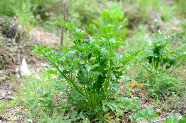 イタリアンパセリ生産販売