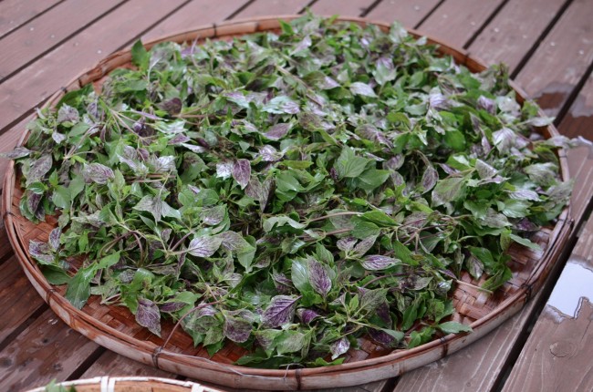 国産ホーリーバジル トゥルシー