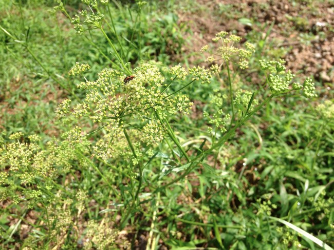 イタリアンパセリの花