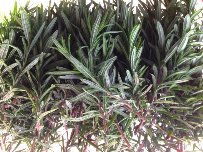 国産ローズマリーの挿し木 栽培販売