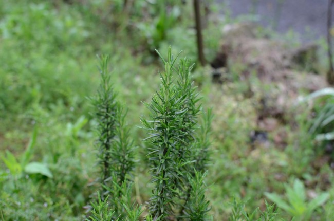 ローズマリーの挿し木　剪定
