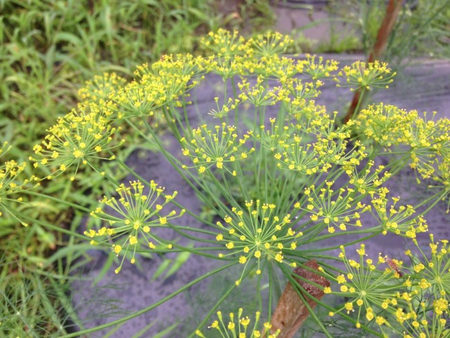 ディルの花