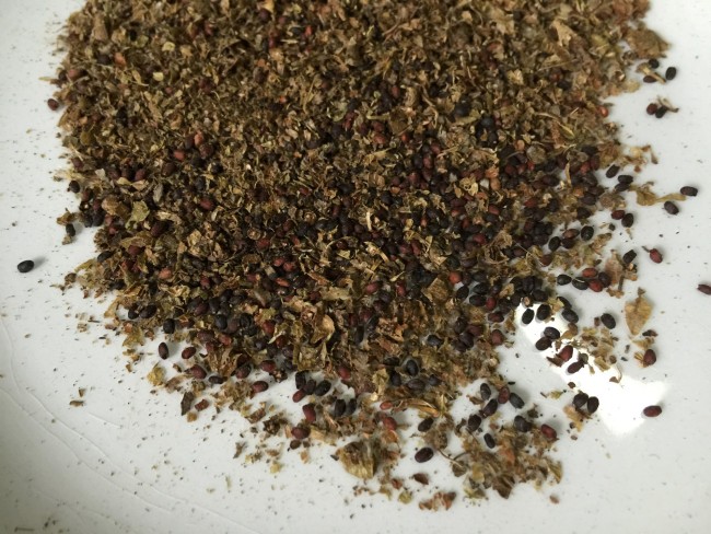 バジルの自家採種