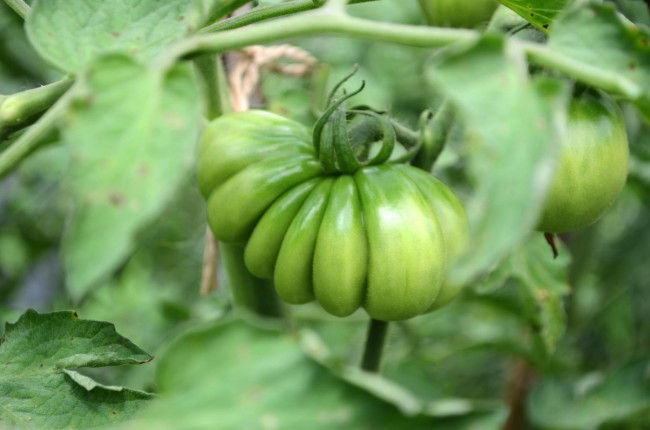 クオーレ・ディ・ブエ トマト