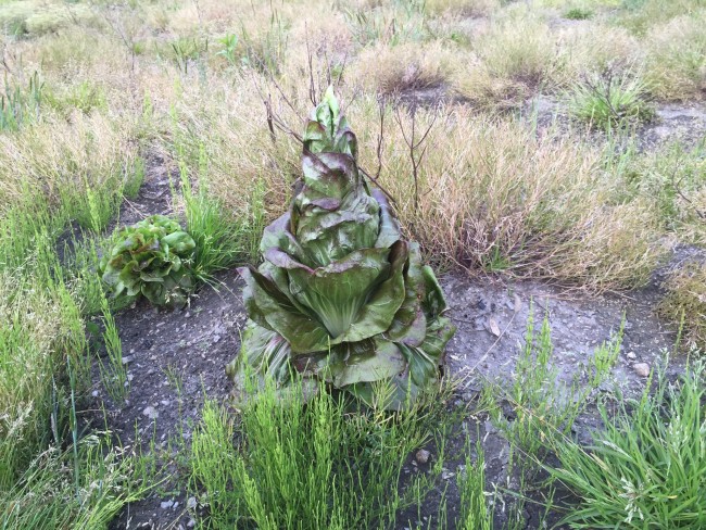 小石原ラディッキヨ・ロッソ