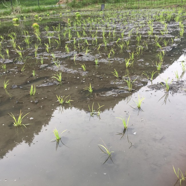 東峰村小石原田植え
