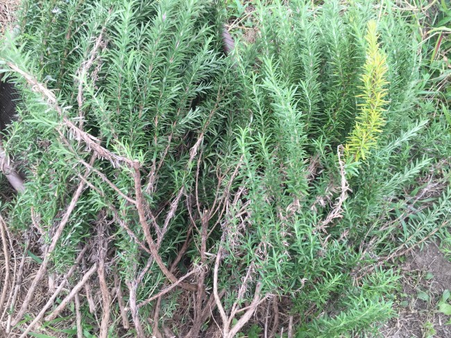 フレッシュ　ローズマリー