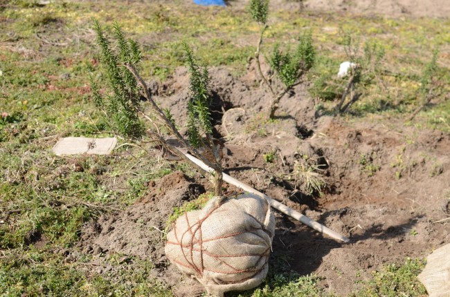 ローズマリーの移植