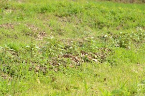 福岡県東峰村産トゥルシー　ホーリーバジルの栽培