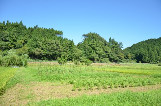 東峰村　ハーブ農園