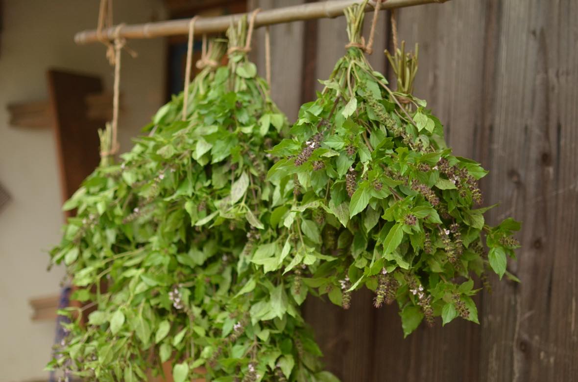ホーリーバジル トゥルシー の育て方 栽培方法 Herb Harmony 靏農園