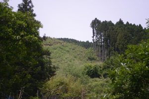 杉を伐採されて二回目の夏 山の景色