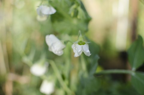 エンドウ豆の花
