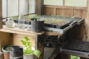 ハーブや野菜の苗