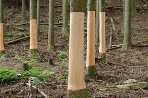 杉の巻き枯らし間伐