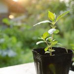 トゥルシー（ホーリーバジル）の苗