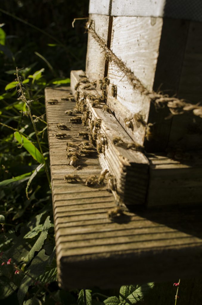 日本蜜蜂の巣門