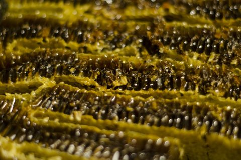 日本蜜蜂の採蜜