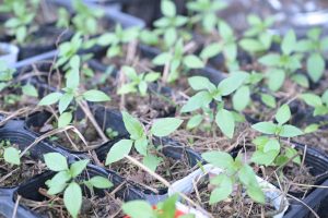 トゥルシー（ホーリーバジル）苗