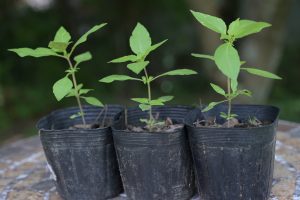 トゥルシー（ホーリーバジル）苗