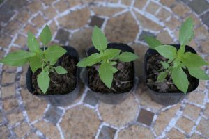 トゥルシー（ホーリーバジル）苗
