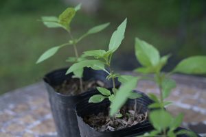 トゥルシー（ホーリーバジル）苗