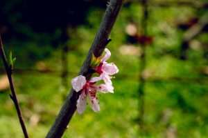 桃の花