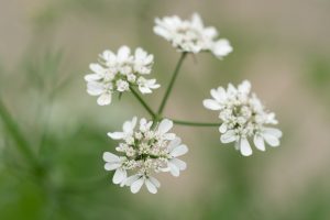 パクチー（コリアンダー）の花