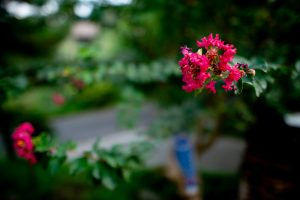さるすべりの花