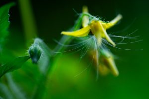 トマトの花