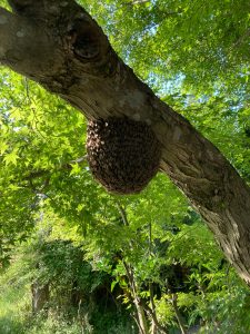 日本みつばちの分蜂