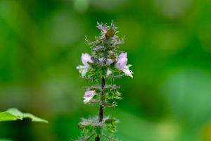 ホーリーバジル（トゥルシー）の花