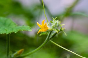 きゅうりの花