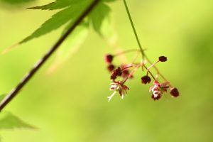 もみじの花