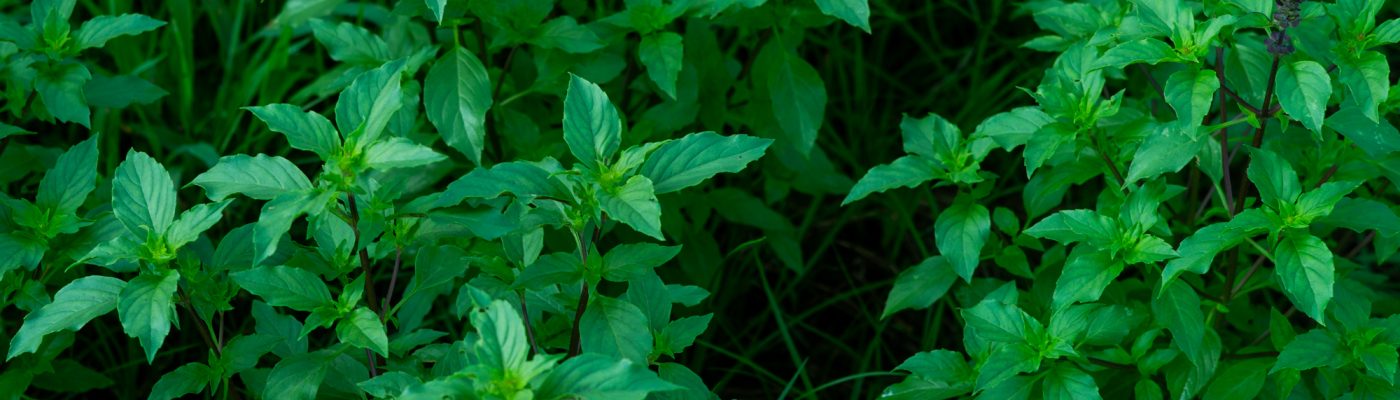 元気に育つトゥルシー（ホーリーバジル）