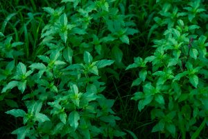 元気に育つトゥルシー（ホーリーバジル）