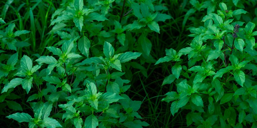 元気に育つトゥルシー（ホーリーバジル）