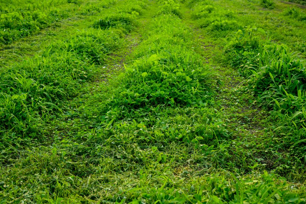 草の高刈りで乾燥防止