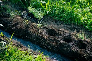 水路の際にトゥルシー苗の定植