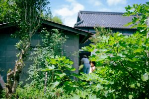 トマトの軒下栽培