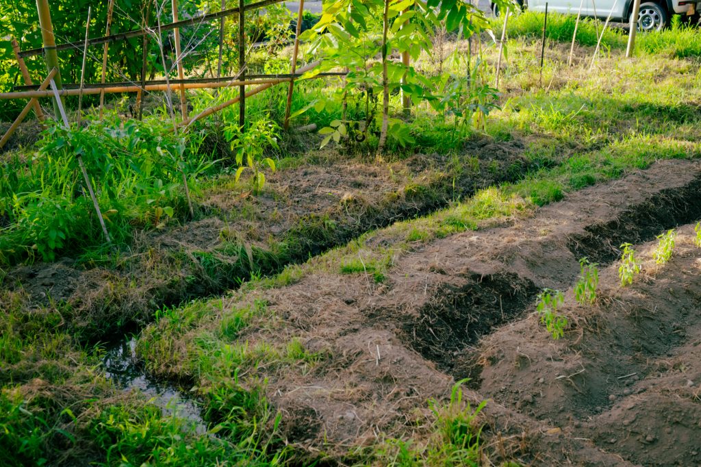 西側には背の高い植物を植え日差しよけ