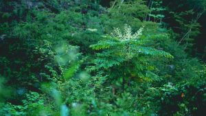薪で焙煎したコーヒー豆のギフト