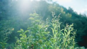 薪で焙煎したコーヒー豆のギフト