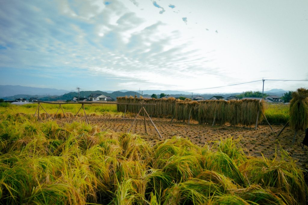 大分県日田産新米亀の尾酒米