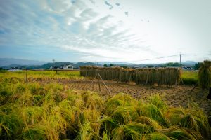 大分県日田産新米亀の尾酒米