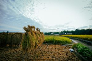 大分県日田産新米亀の尾酒米